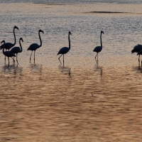 The Flamingo Series
